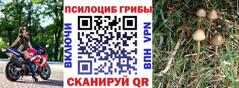Галлюциногенные грибы Psilocybine cubensis  закладки  Ковров 